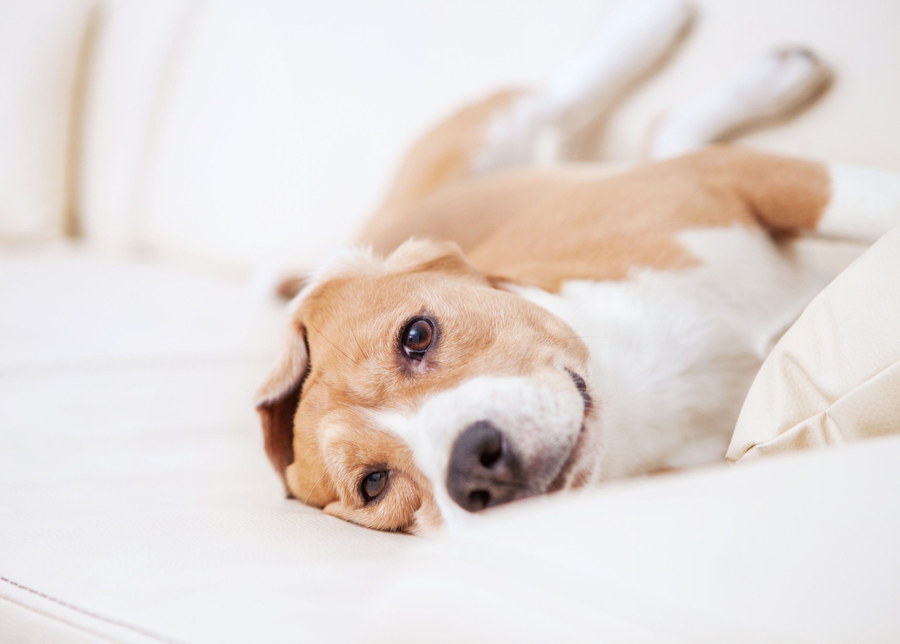 Cute pet in bed